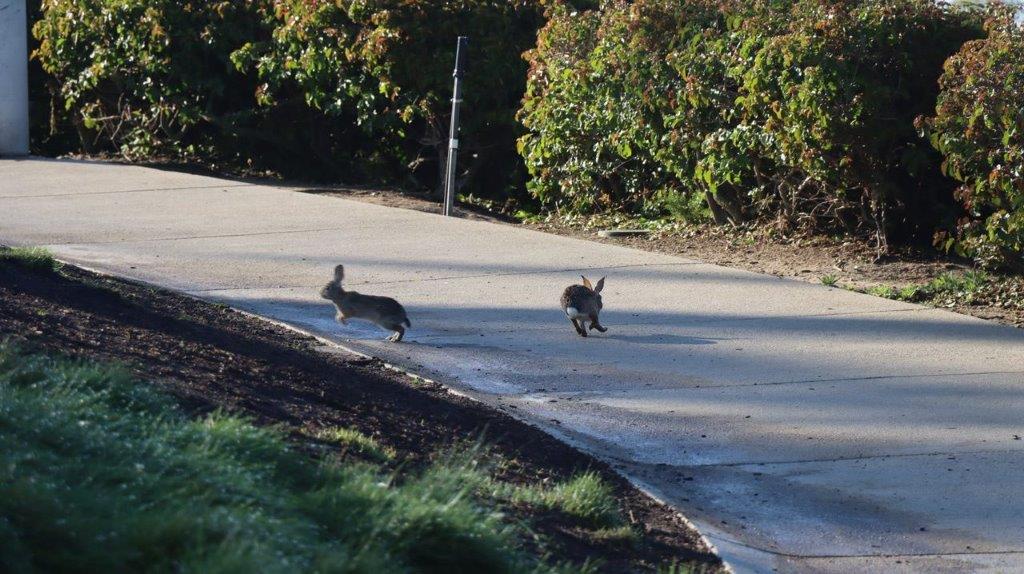 A group of rabbits running on a road

Description automatically generated