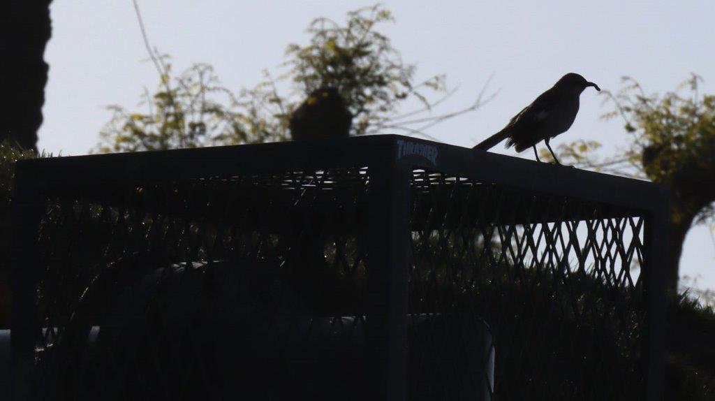 A bird perched on a fence

Description automatically generated