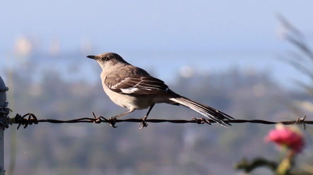 A bird on a wire

Description automatically generated