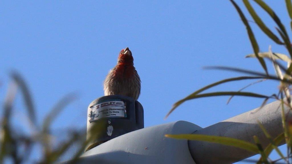 A bird perched on a pipe

Description automatically generated