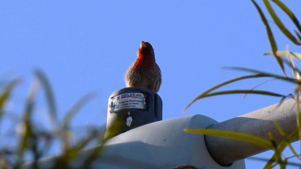 A bird on top of a light

Description automatically generated