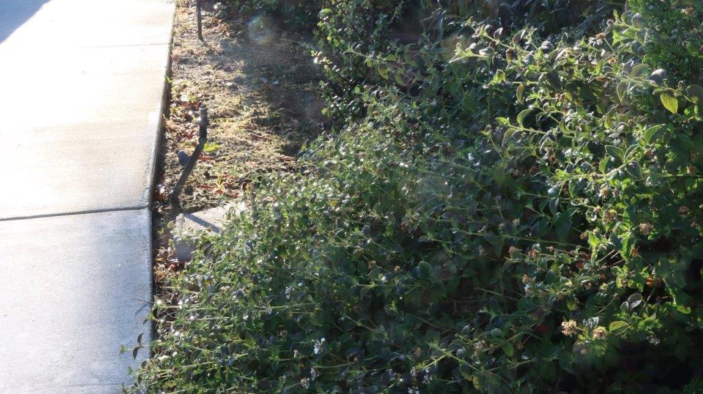 A close-up of a bush

Description automatically generated