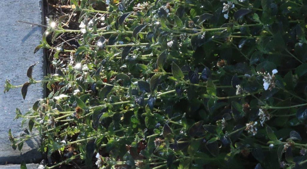A close-up of a plant

Description automatically generated