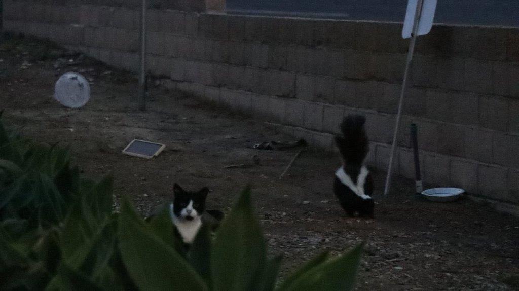 A cat standing in the dirt

Description automatically generated