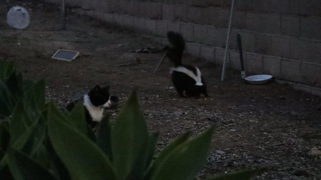 A skunks in the dirt

Description automatically generated