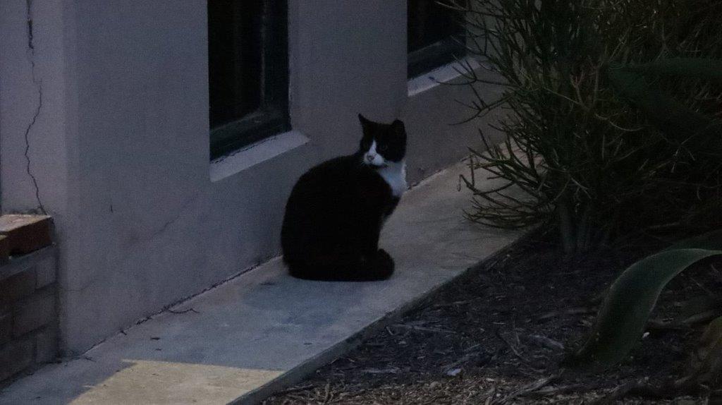 A cat sitting on the sidewalk

Description automatically generated