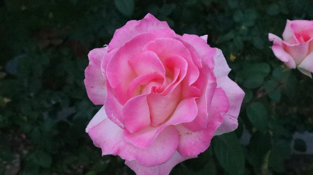 A close-up of a pink rose

Description automatically generated
