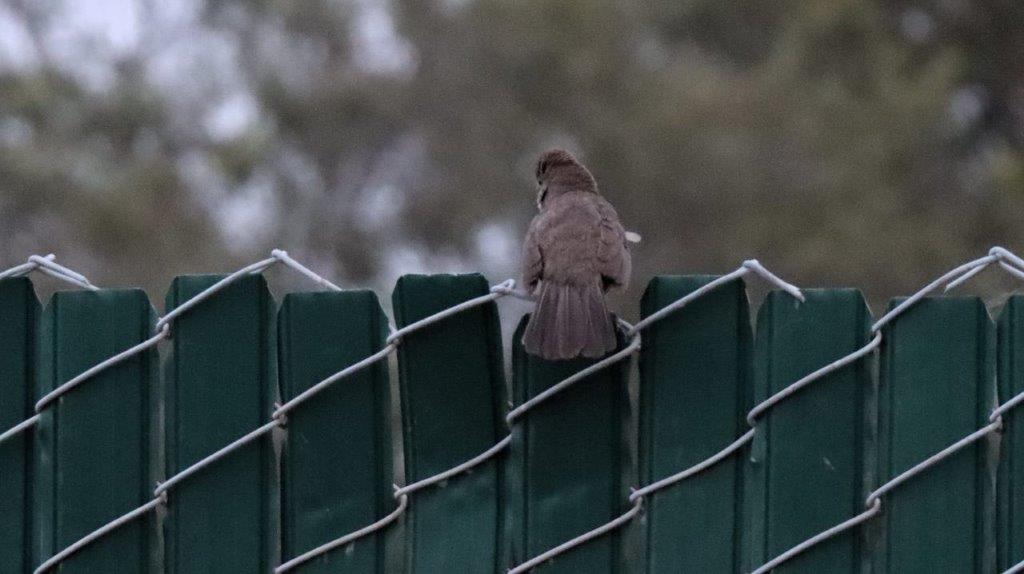 A bird perched on a fence

Description automatically generated