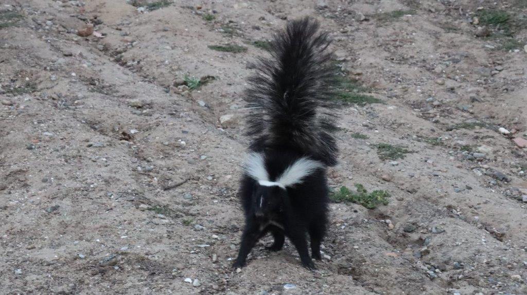 A skunk standing on dirt

Description automatically generated