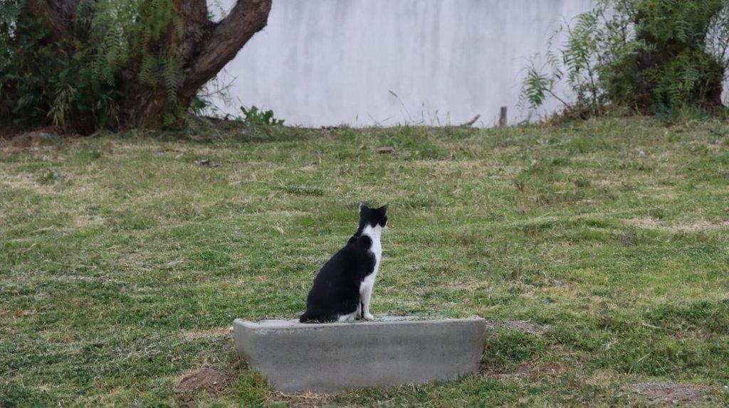 A cat sitting on a concrete block

Description automatically generated