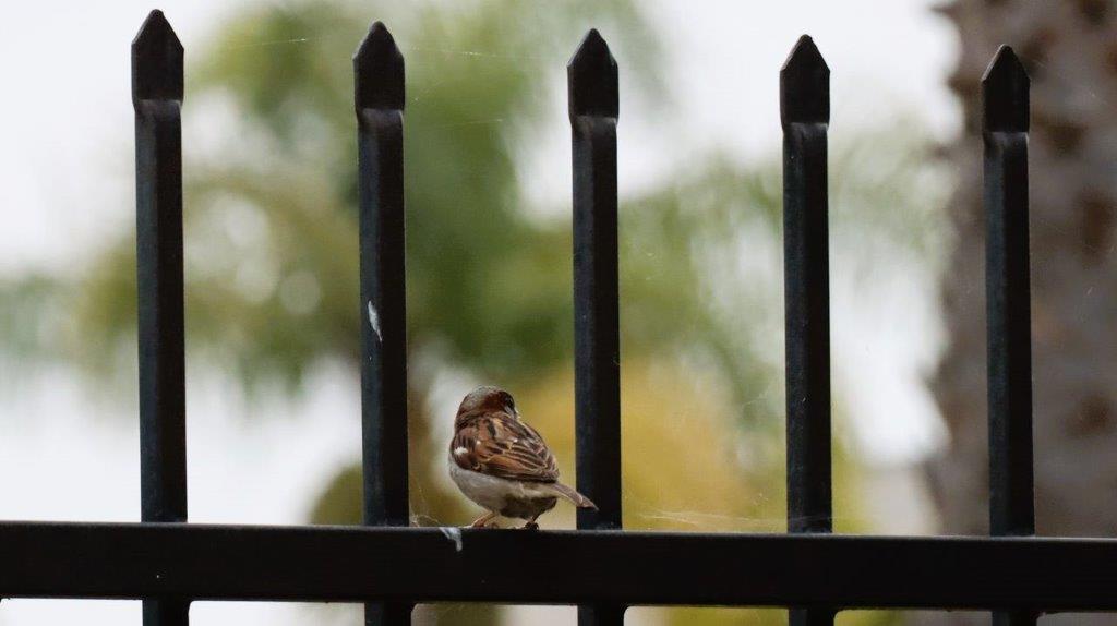 A bird sitting on a fence

Description automatically generated