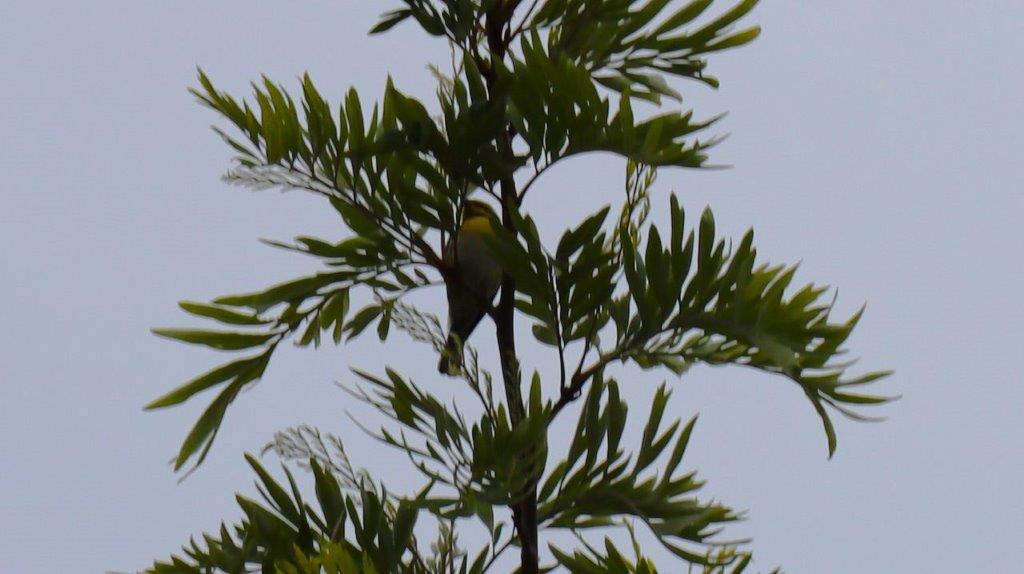 A bird on a tree branch

Description automatically generated
