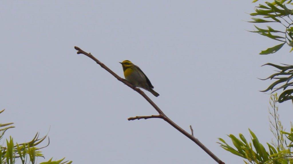 A bird perched on a branch

Description automatically generated