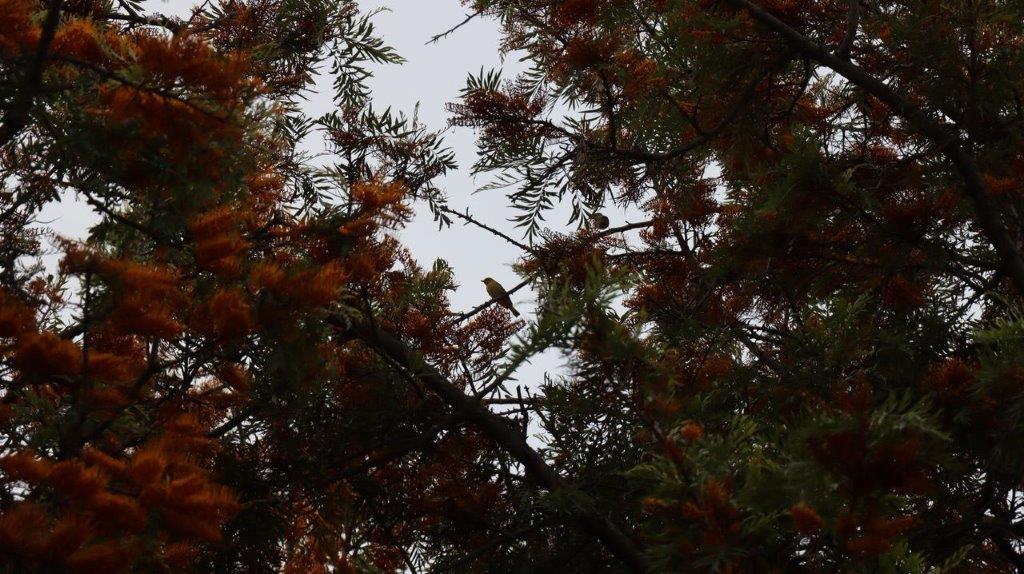 A bird sitting on a tree branch

Description automatically generated