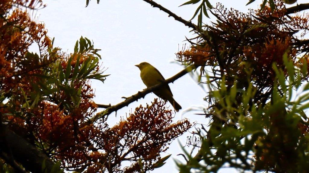 A bird sitting on a branch

Description automatically generated