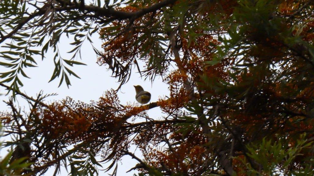 A bird on a tree branch

Description automatically generated
