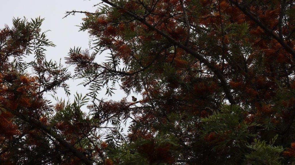 A bird sitting on a tree branch

Description automatically generated