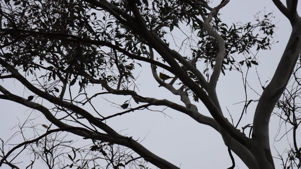 A tree with branches and leaves

Description automatically generated