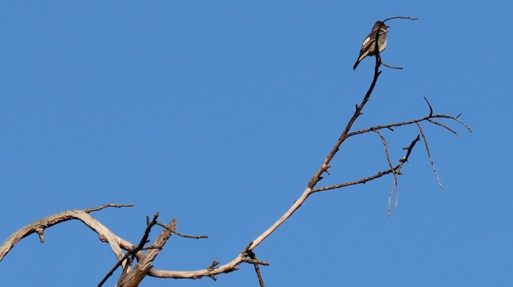 A bird perched on a branch

AI-generated content may be incorrect.