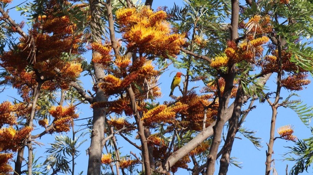 A bird on a tree

AI-generated content may be incorrect.