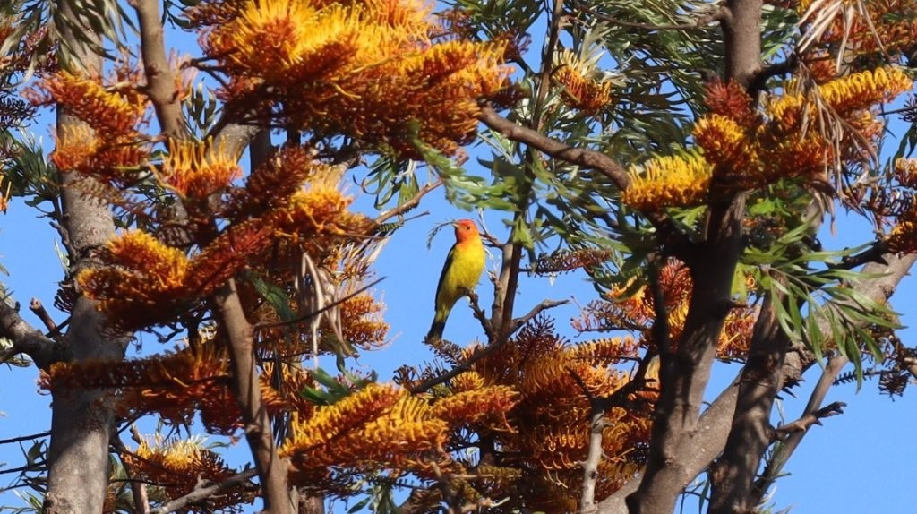 A bird sitting on a tree branch

AI-generated content may be incorrect.