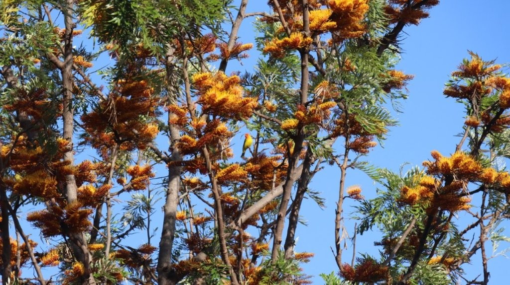 A tree with yellow flowers

AI-generated content may be incorrect.