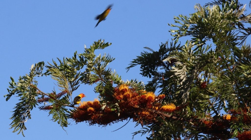 A bird flying over a tree

AI-generated content may be incorrect.