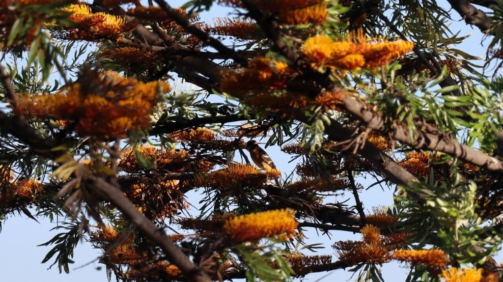 A tree with orange flowers

AI-generated content may be incorrect.