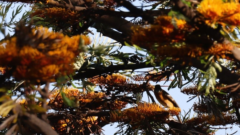 A bird on a tree

AI-generated content may be incorrect.