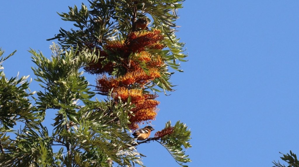 A bird on a tree

AI-generated content may be incorrect.
