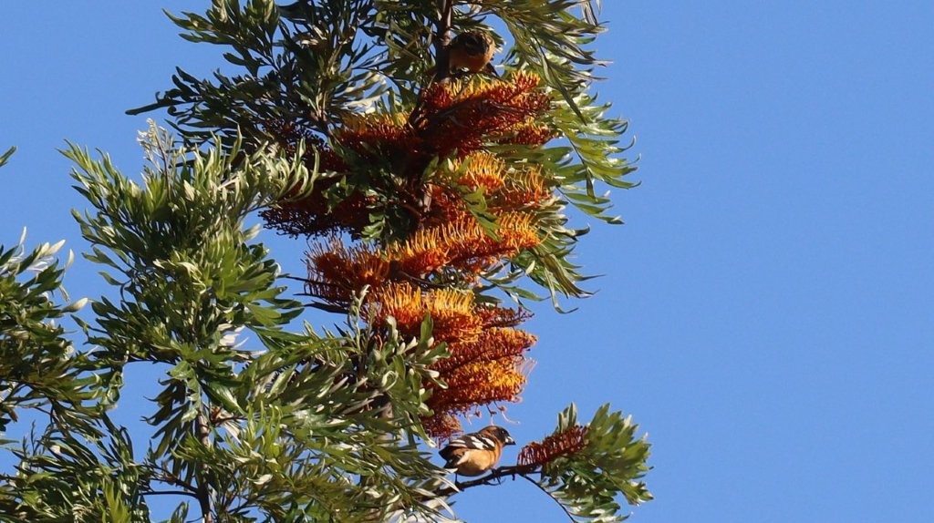 A bird on a tree

AI-generated content may be incorrect.