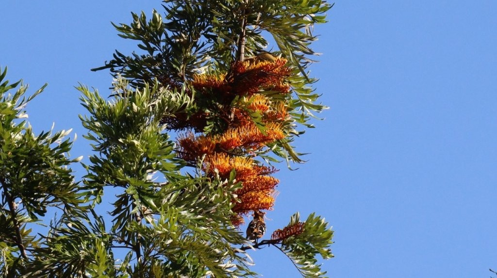 A tree with orange flowers

AI-generated content may be incorrect.