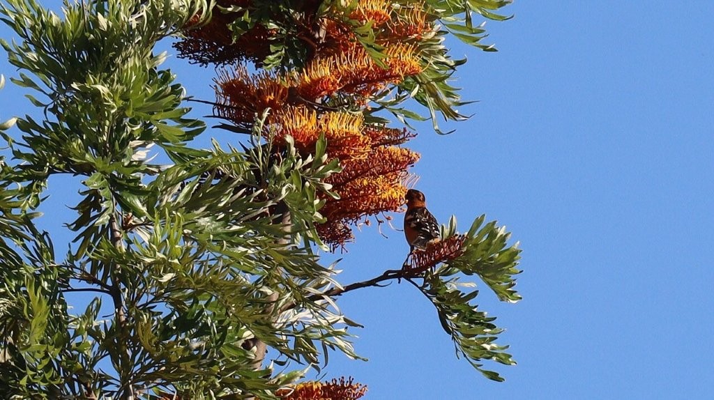 A bird on a tree branch

AI-generated content may be incorrect.
