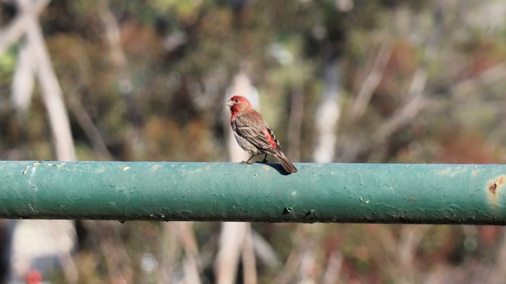 A bird perched on a green pipe

AI-generated content may be incorrect.