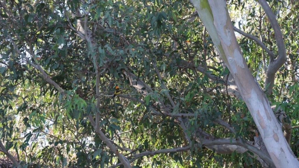 A tree with many branches

AI-generated content may be incorrect.