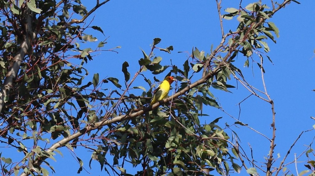 A bird sitting on a branch

AI-generated content may be incorrect.