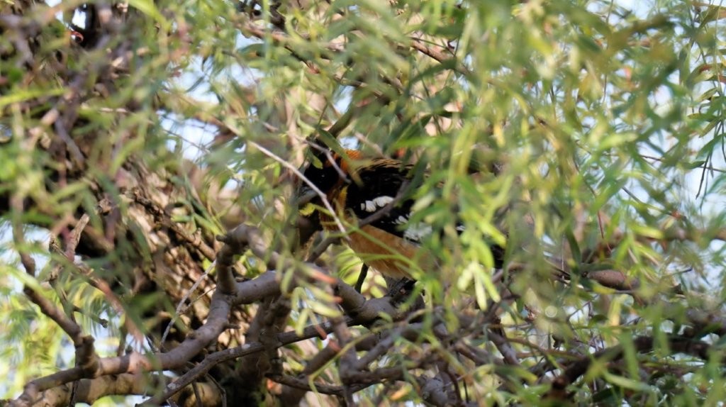 A bird in a tree

AI-generated content may be incorrect.