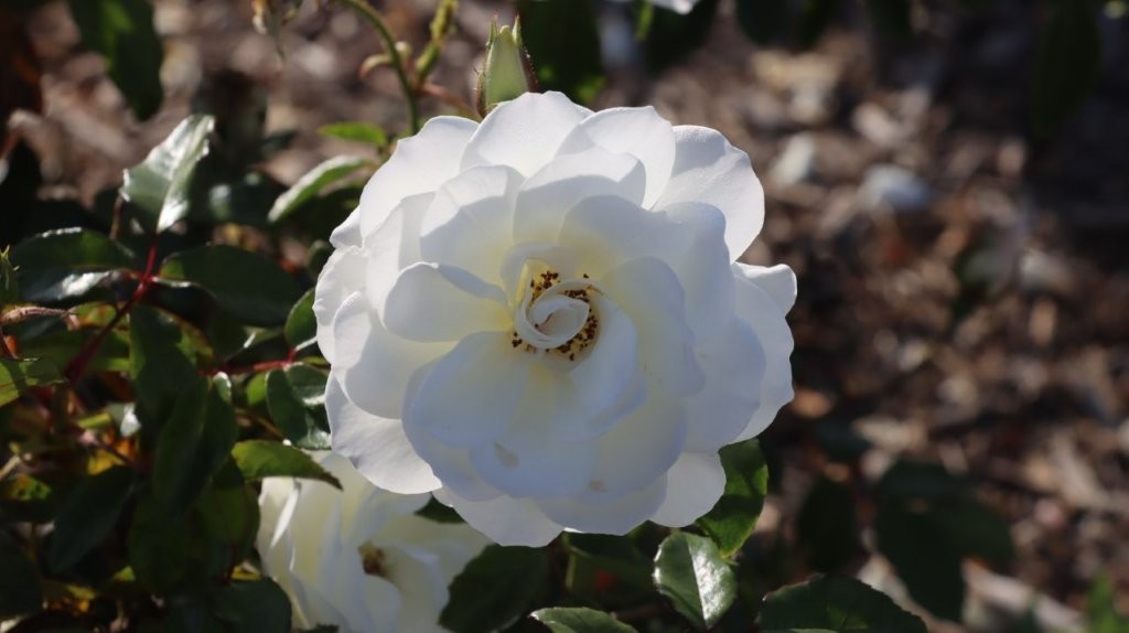 A white flower with green leaves

AI-generated content may be incorrect.