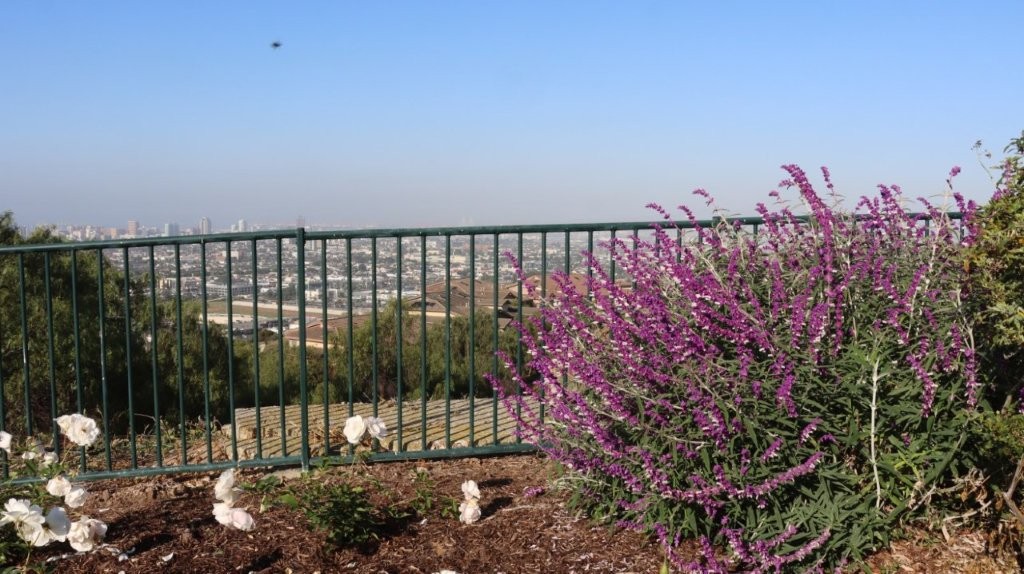 A purple flowers next to a metal fence

AI-generated content may be incorrect.