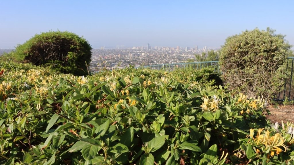 A green bushes with a city in the background

AI-generated content may be incorrect.