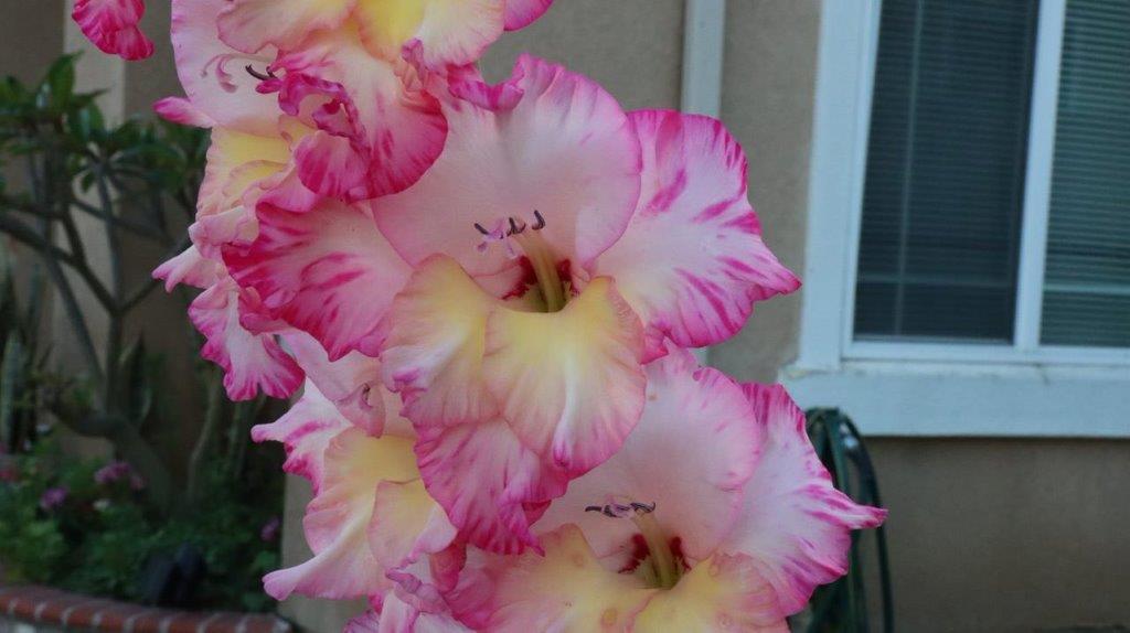 Close-up of a pink and yellow flower

Description automatically generated