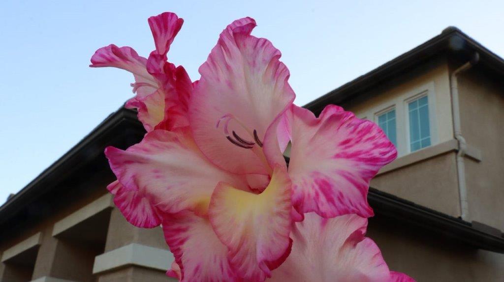 A close-up of a pink and yellow flower

Description automatically generated