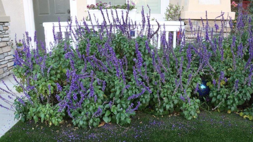 A close-up of purple flowers

Description automatically generated