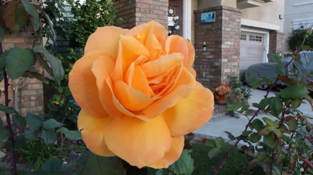 A close up of a flower

Description automatically generated