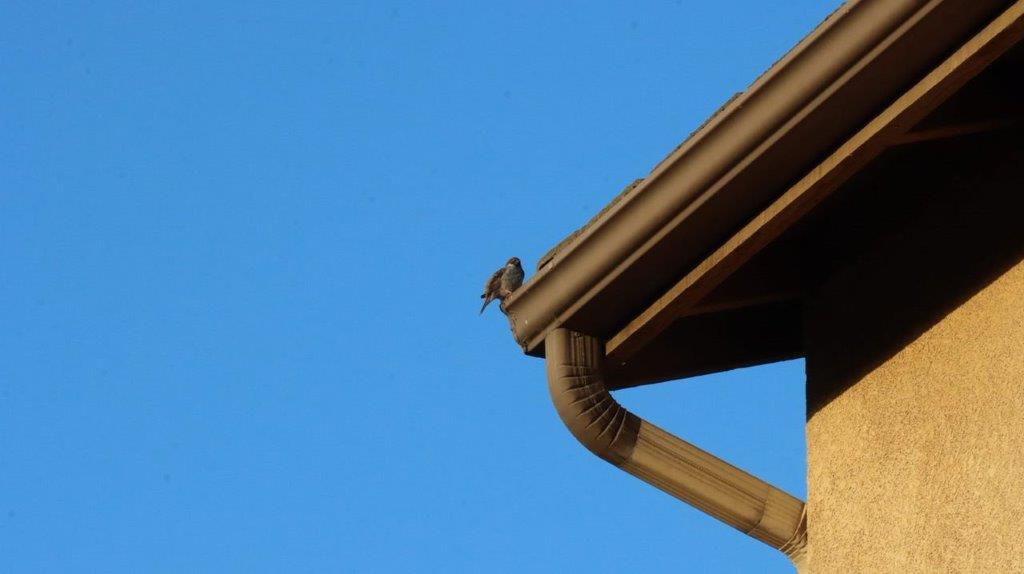 A bird perched on a roof

Description automatically generated