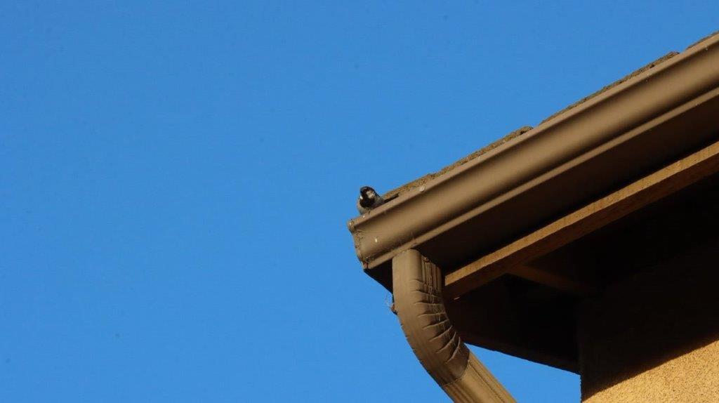 A close-up of a roof

Description automatically generated