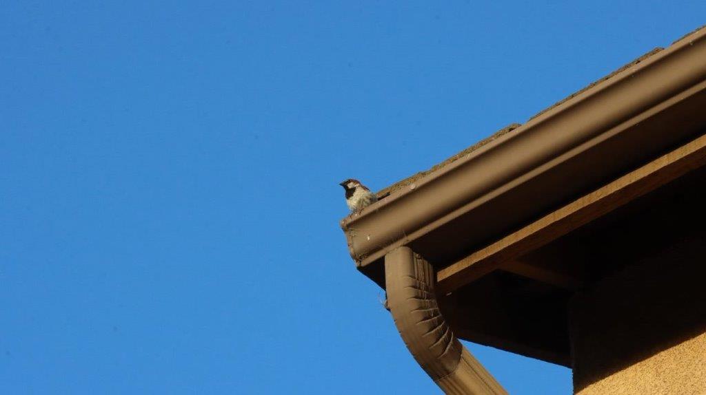 A bird on a roof

Description automatically generated