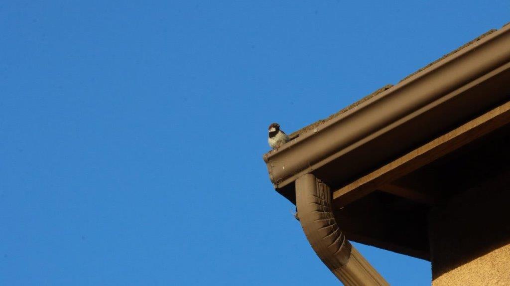 A bird on a roof

Description automatically generated