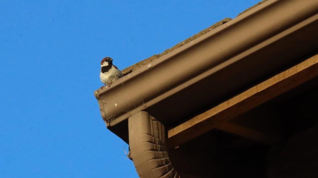 A bird on a roof

Description automatically generated