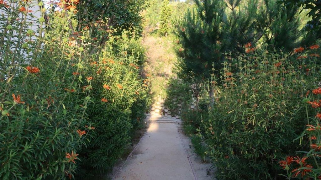 A path between trees

Description automatically generated